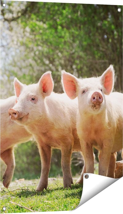 Gards Tuinposter Groep Jonge Varkens - 60x90 cm - Tuindoek - Tuindecoratie - Wanddecoratie buiten - Tuinschilderij