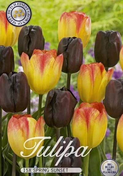 Tulipa Triumph Spring Sunset Tulpenbollen 15 stuks bolmaat 12/14