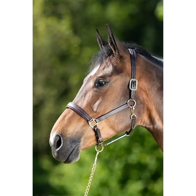 Lederen halster voor paarden HFI