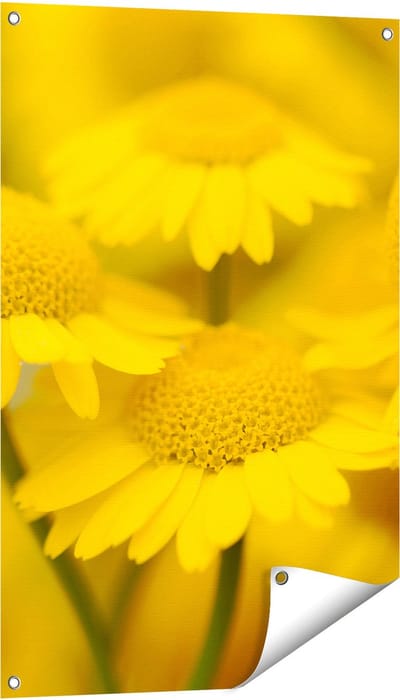 Gards Tuinposter Gele Kamille Bloemen - 60x90 cm - Tuindoek - Tuindecoratie - Wanddecoratie buiten - Tuinschilderij