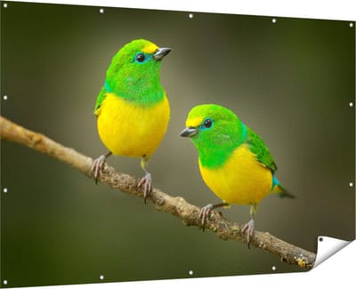 Gards Tuinposter Twee Groen Gele Zangvogels op een Tak - 180x120 cm - Tuindoek - Tuindecoratie - Wanddecoratie buiten - Tuinschilderij