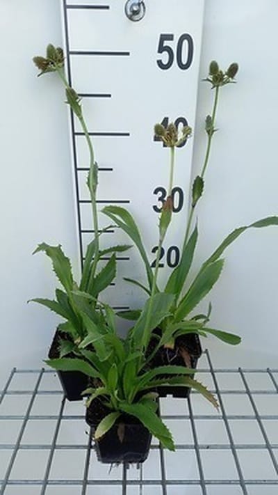 6x Kruisdistel - Eryngium agavifolium | 9x9 cm pot