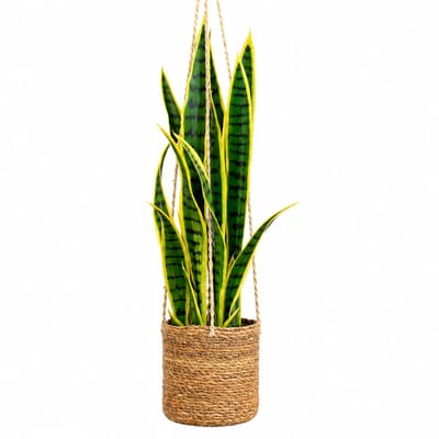 Kunstplant Sansevieria in hangmand naturel L100cm