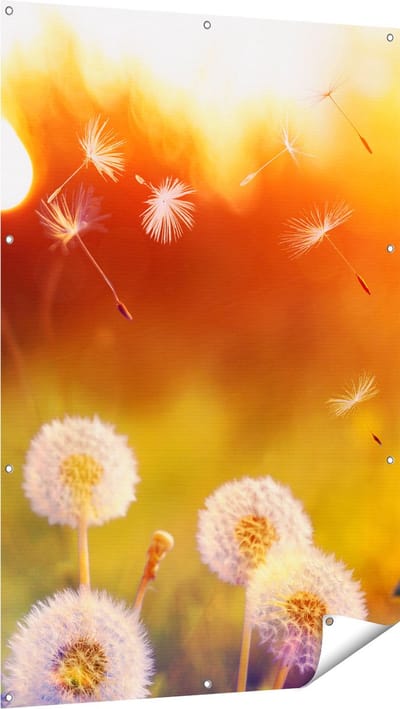 Gards Tuinposter Paardenbloemen tijdens Zonsondergang - 100x150 cm - Tuindoek - Tuindecoratie - Wanddecoratie buiten - Tuinschilderij