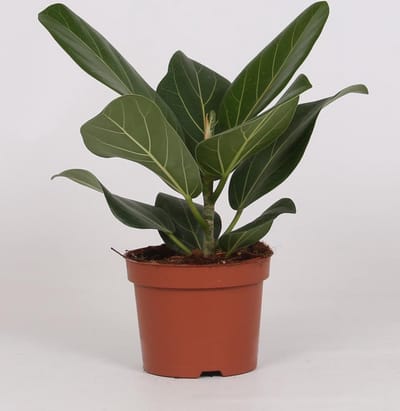 Plantenboetiek.nl | Ficus Bengalensis - Ø12cm - 25cm hoog - Kamerplant - Groenblijvend