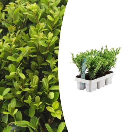 Tuinplantenshop.com | Ilex crenata 'Jenny' | 6 stuks - Ø7cm - 15cm hoog - Tuinplant