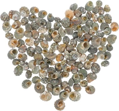 100 Stuks Natuurlijke Hermit Crab Schelpen - Kleine, Middelgrote en Grote Schelpen voor Zoutwater Krabbenaccessoires en Stranddecoratie