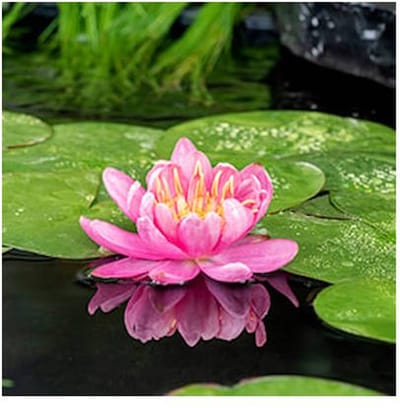 Moerings Nymphaea Mayla | Waterlelie | In 11CM pot