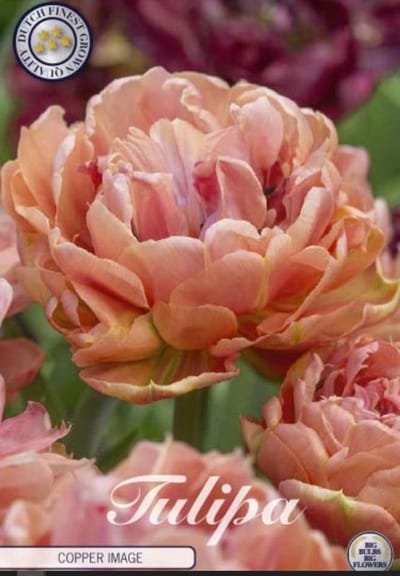 Copper Image (Nieuw) Dubbel Laat Tulpenbollen 7 stuks Bolmaat 12+