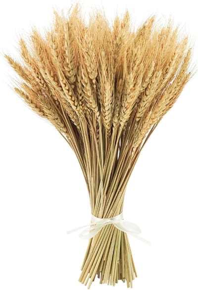 Gedroogde Tarwe - Natuurlijke Bloemen - Huis Decoratie - Handgeselecteerde Kwaliteit - 100 Stuks 40 cm - Natuurlijke Tinten