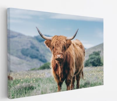 Saammp Canvas Schilderij - Schotse Hooglander Koe - Bloesem - Landschap - Dieren - Natuur - 60x40 - Foto op canvas - Wanddecoratie - muurdecoratie Woonkamer - Slaapkamer decoratie - Canvas Print