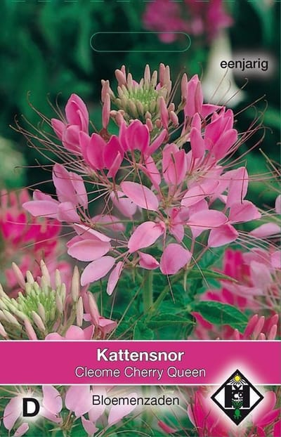 2 stuks Van Hemert & Co Cleome hassleriana Cherry Queen