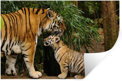 Muurstickers - Sticker Folie - Dieren - Tijgers - Bos - 120x80 cm - Plakfolie - Muurstickers Kinderkamer - Zelfklevend Behang - Zelfklevend behangpapier - Stickerfolie