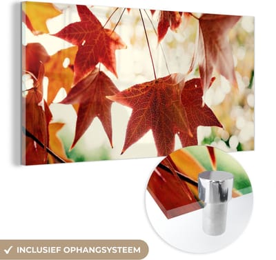 MuchoWow® Glasschilderij 40x20 cm - Schilderij acrylglas - Herfstbladeren - November - Natuur - Bomen - Foto op glas - Schilderijen