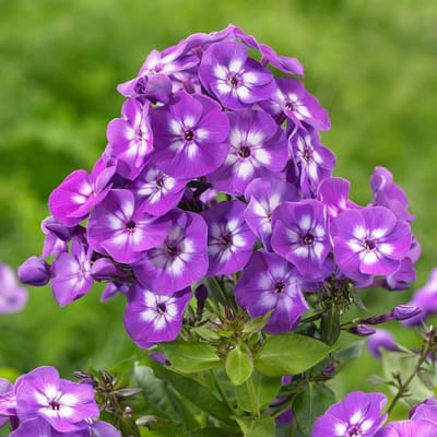 6 x Phlox 'Laura ' - Vlambloem pot 9x9cm