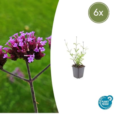Trendyplants - Verbena bonariensis 'Lollipop' - 6 stuks - IJzerhard - Winterhard - Hoogte 10-30 cm - Potmaat Ø9cm