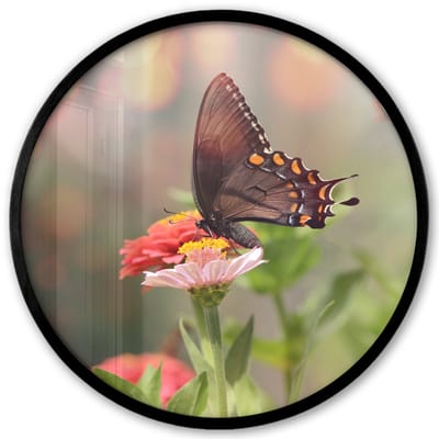 Poster in lijst Rond - Fotolijst 40x40 cm - Posters - Bloemen - Vlinder - Natuur - Bloem - Ronde posterlijst zwart - Decoratie - Wanddecoratie woonkamer - Muurdecoratie slaapkamer