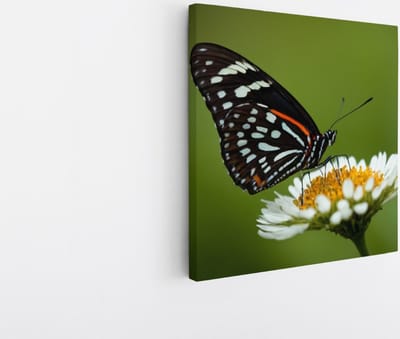 Saammp Canvas Schilderij -Vlinder op witte bloem - Dieren - Natuur - 20x20 - Foto op canvas - Wanddecoratie - muurdecoratie Woonkamer - Slaapkamer decoratie - Canvas Print