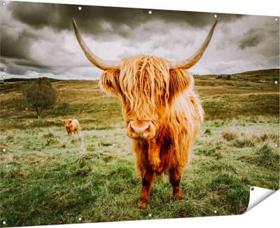 Gards Tuinposter Schotse Hooglanders in de Wei - Kleur - 180x120 cm - Tuindoek - Tuindecoratie - Wanddecoratie buiten - Tuinschilderij
