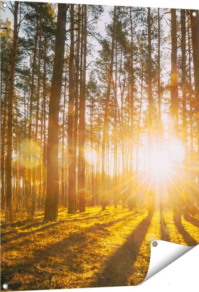 Gards Tuinposter Zonsopkomst in het Bos tussen de Bomen - 80x100 cm - Tuindoek - Tuindecoratie - Wanddecoratie buiten - Tuinschilderij