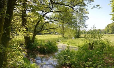 Fotobehang Quadenoordse beek met uitzicht op de weilanden 250 x 260 cm - € 175,--
