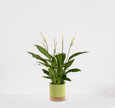 Spathiphyllum in sierpot Emma wood Lime green – witte kamerplant – luchtzuiverende lepelplant - 35-50cm - Ø13 – geleverd met plantenpot – vers uit de kwekerij
