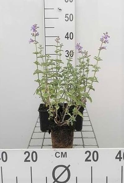 6x Kattekruid - Nepeta faas. 'Six Hills Giant' | 9x9 cm pot