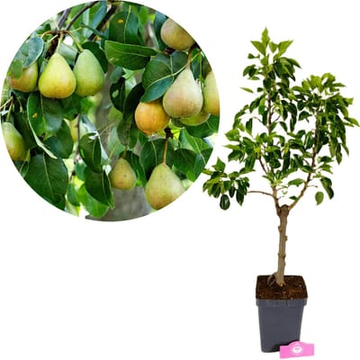 Pyrus Communis 'Sweet Dwarf', Dwergpeer, Hoogte 60-80cm, 5 liter pot
