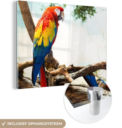 MuchoWow® Glasschilderij 40x30 cm - Schilderij acrylglas - Papegaai - Vogel - Regenboog - Tropical - Foto op glas - Schilderijen