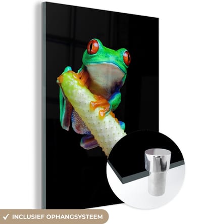 MuchoWow® Glasschilderij 120x160 cm - Schilderij acrylglas - Kikker - Dieren - Plant - Foto op glas - Schilderijen