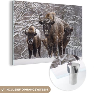 ® Glasschilderij 180x120 cm - Schilderij acrylglas - Bizon familie in het winterse landschap van het Nationaal Park Białowieża - Foto op glas - Muurdecoratie woonkamer - Wanddecoratie slaapkamer - Schilderijen