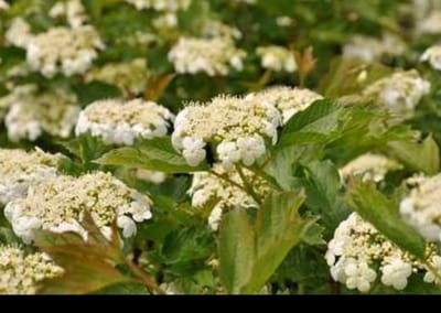 Viburnum op. 'Compactum' - Gelderse Roos 40- 50 cm in pot