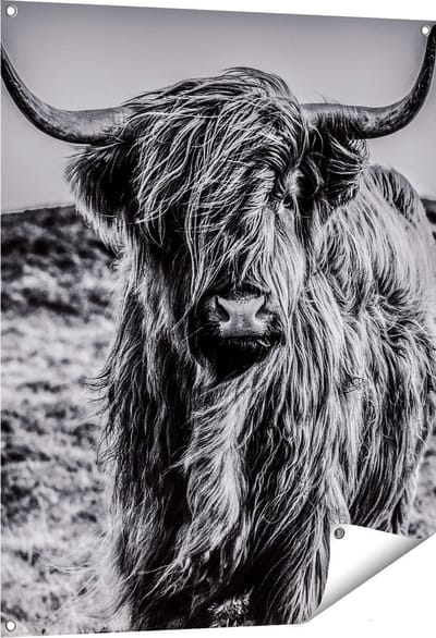 Gards Tuinposter Schotse Hooglander Koe - Zwart Wit - 80x100 cm - Tuindoek - Tuindecoratie - Wanddecoratie buiten - Tuinschilderij