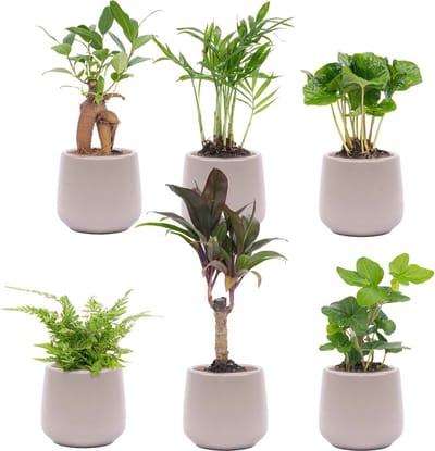 Mini planten set 6 - Inclusief 6x pot Joey grijs mat