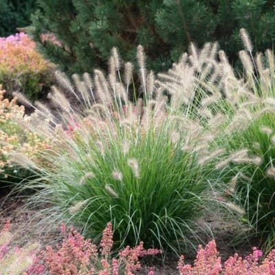 12 x Lampenpoetsersgras Hameln XL - Winterhard Siergras - Pennisetum 'Hameln' in C2(liter) pot met hoogte 10-20cm