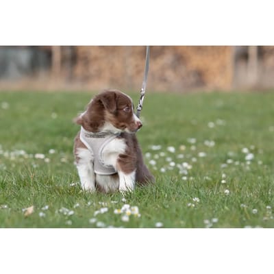 Trixie Hondentuig - Junior - Puppy Softtuig - Met Riem - Lichtgrijs - 36-50X1 CM / 2 MTR
