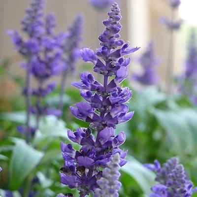 6 x Salvia Nemorosa 'Blaukoenigin' - Bossalie Pot 9x9 cm - Diepblauwe Bloemen