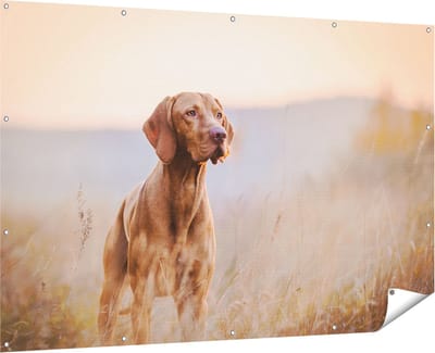 Gards Tuinposter Hongaarse Vizsla Hond in het Gras - 180x120 cm - Tuindoek - Tuindecoratie - Wanddecoratie buiten - Tuinschilderij
