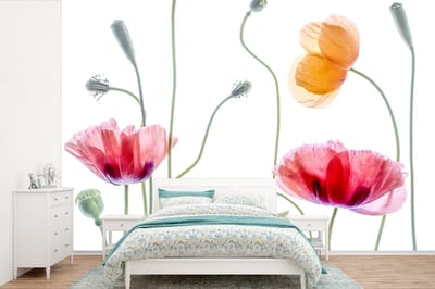 Behang - Fotobehang Klaproos - Bloemen - Lente - Wit - Breedte 360 cm x hoogte 240 cm