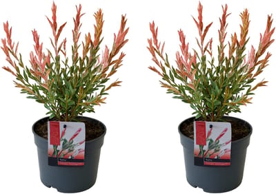 Bloomique - Set van 2 - Salix Integra Flamingo - Bonte Wilg - Tuinplanten - Winterhard - Hoogte 30-40 cm - Pot 12 cm
