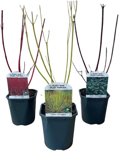 Plantenboetiek.nl | Cornus alba Tricolour - Mix van Rode, Groene En Paarse Takken - 3 Planten - Bladverliezend - Weinig Onderhoud - Ø18cm - 40-50cm hoog - Tuinplant