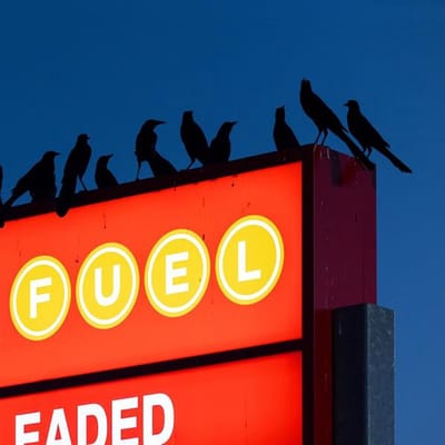Chant Des Oiseaux EP