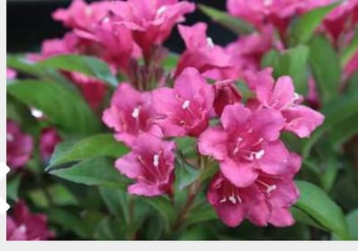 Weigela ' Eva Rathke' - Weigela 50 - 60 cm in pot
