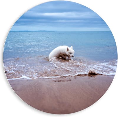Forex Wandcirkel - Witte Hond in de Zee - 80x80cm Foto op Wandcirkel (met ophangsysteem)