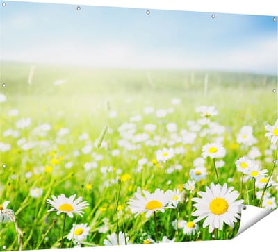 Gards Tuinposter Bloemenveld van Madeliefjes - Bloemen - 160x120 cm - Tuindoek - Tuindecoratie - Wanddecoratie buiten - Tuinschilderij