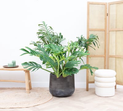 Monstera Pertusum Compacto - 110cm