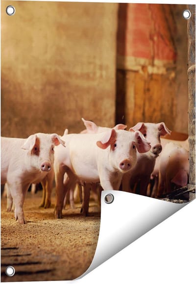 Gards Tuinposter Varkens op een Boerderij Stal - 40x50 cm - Tuindoek - Tuindecoratie - Wanddecoratie buiten - Tuinschilderij