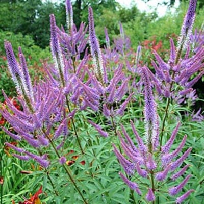 6 x Veronicastrum Virginicum 'Fascination' - Virginische Ereprijs pot 9x9cm