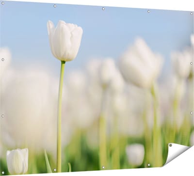 Gards Tuinposter Witte Tulpen - Bloemen - 160x120 cm - Tuindoek - Tuindecoratie - Wanddecoratie buiten - Tuinschilderij