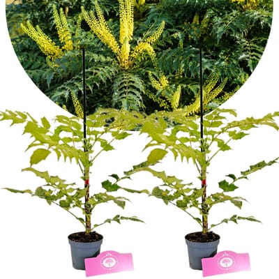 Set van 2 Mahoniestruiken - Mahonia media 'Charity' - Hoogte 20/30 cm - 9cm pot